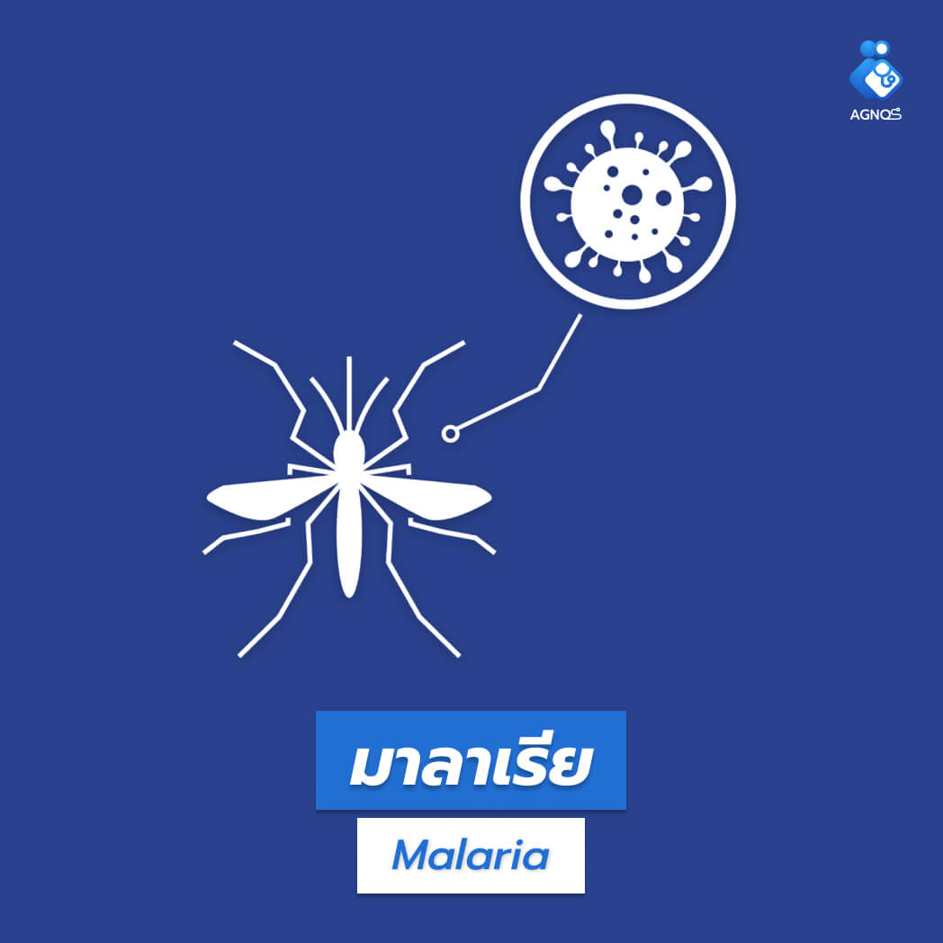 มาลาเรีย (Malaria)
