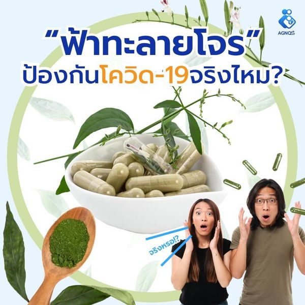 ป้องกันโควิด จริงไหม ฟ้าทะลายโจร