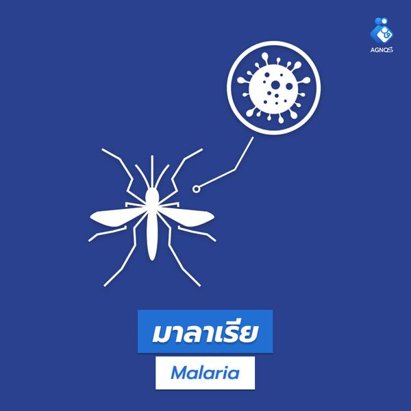 มาลาเรีย (Malaria)